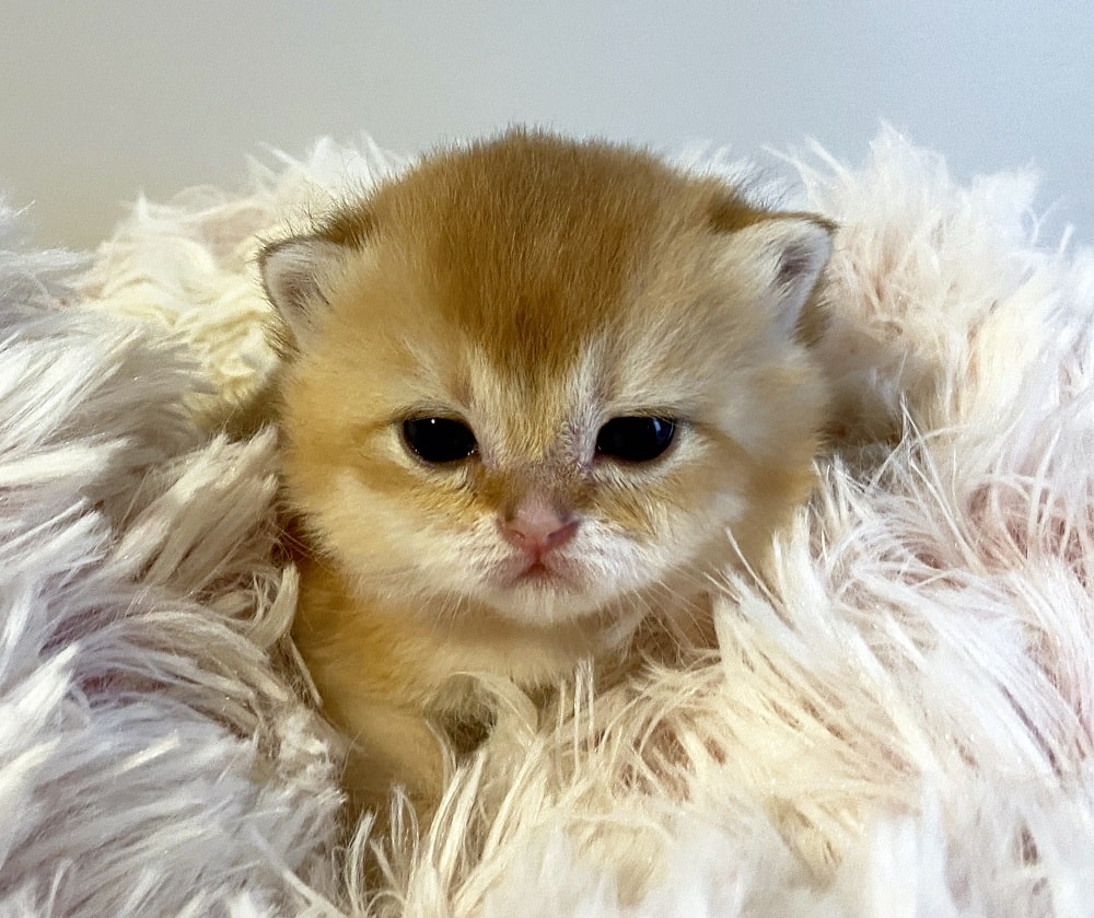 shorthair kitten Vancouver Cleo