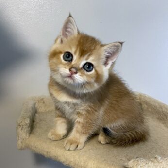 british shorthair kittens for sale BC