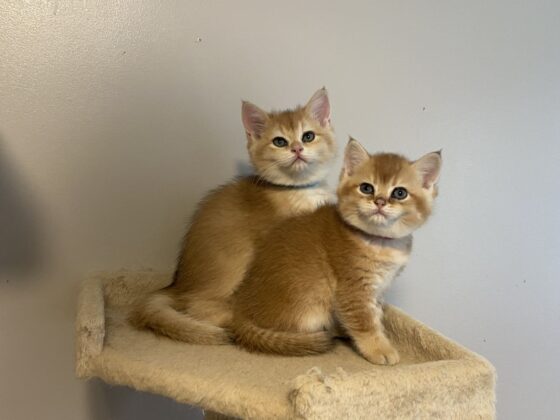 british shorthair kittens