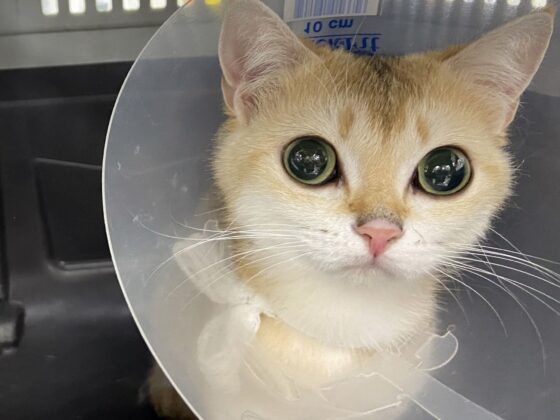 golden british shorthair Sunbeam