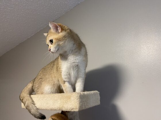 golden british shorthair