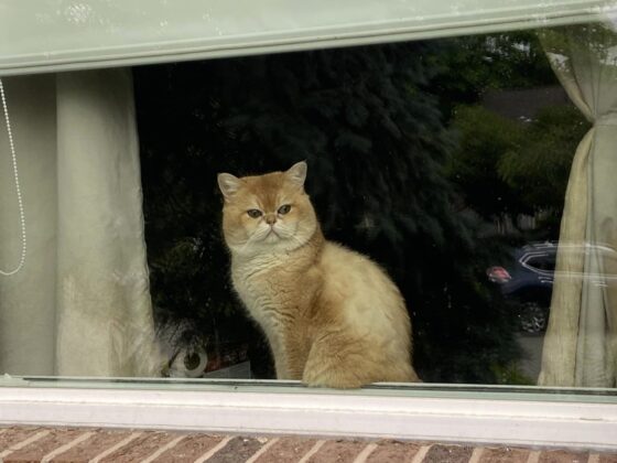 golden british shorthair Joker