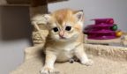 british shorthair kitten