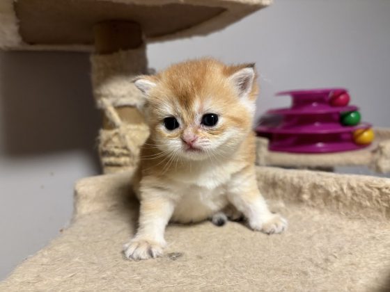 british shorthair kitten