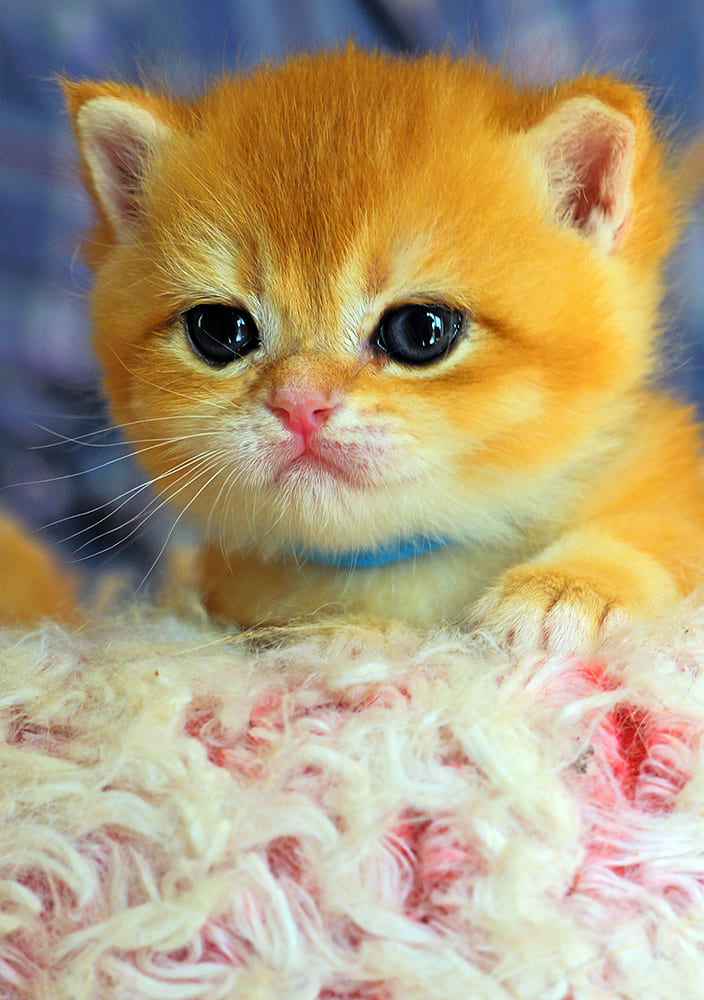 british shorthair Vancouver