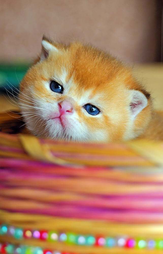 british shorthair for sale Vancouver