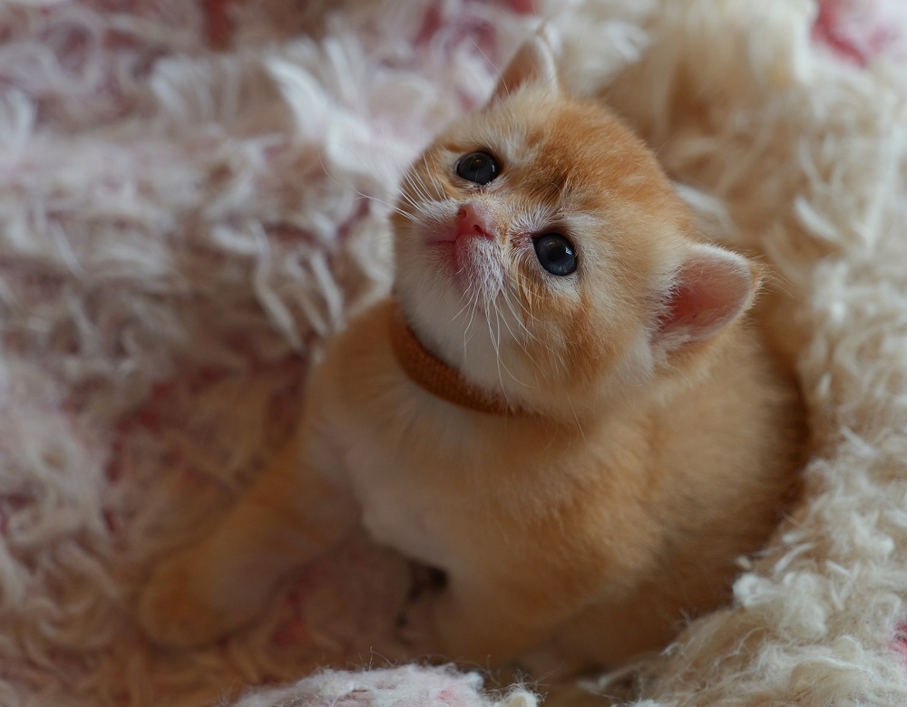 british shorthair for sale
