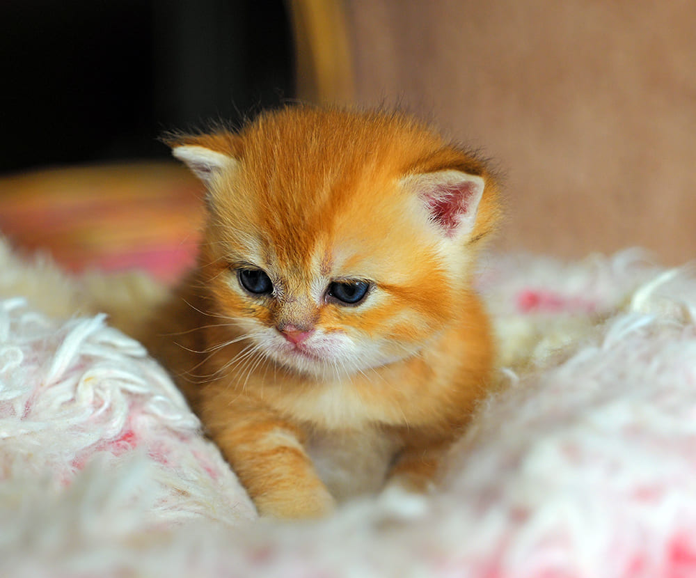 british shorthair kitten