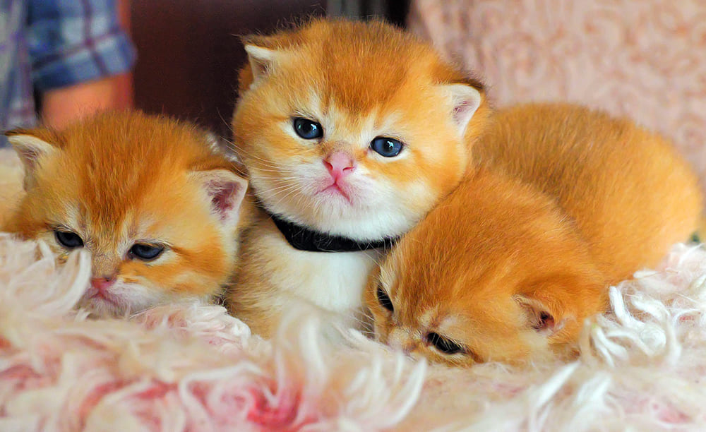 british shorthair kittens for sale BC