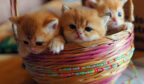 golden british shorthair Vancouver