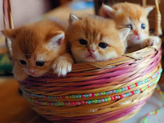 golden british shorthair Vancouver