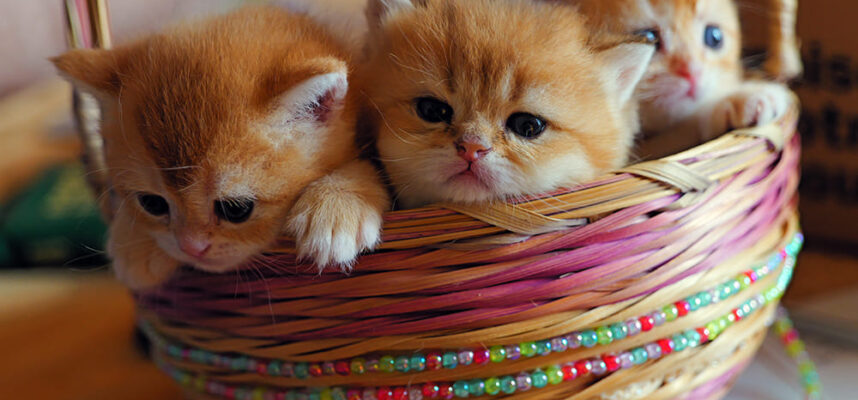 golden british shorthair Vancouver