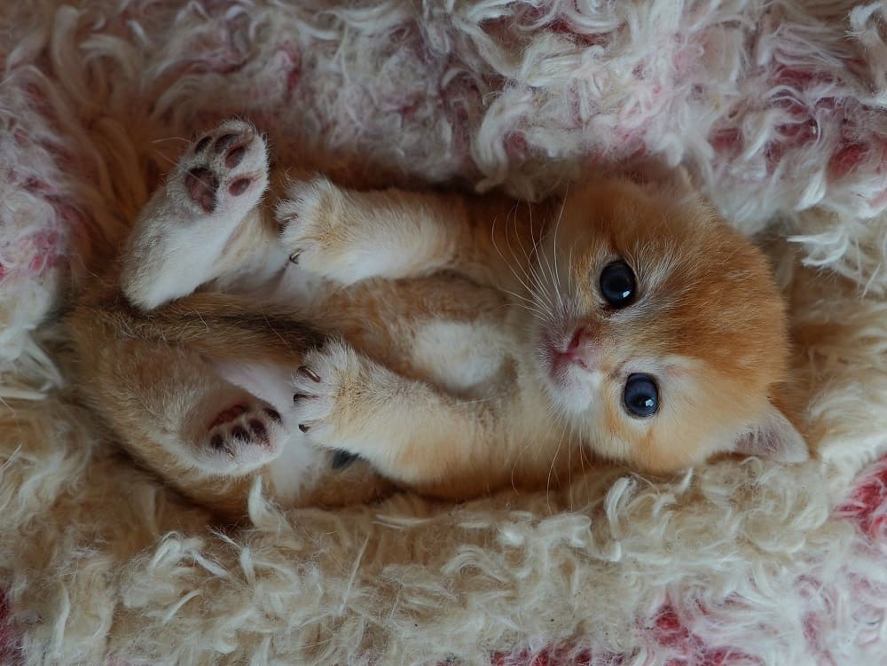 golden british shorthair
