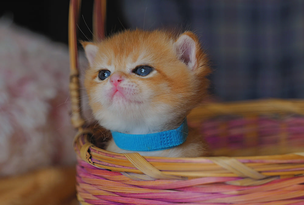 kitten for sale BC