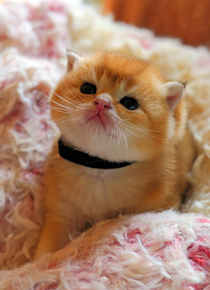 kitten for sale Vancouver