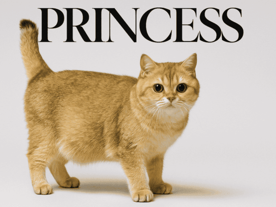 golden british shorthair