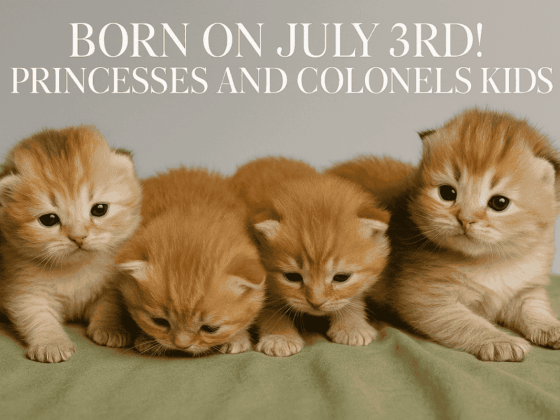 kittens for sale Vancouver