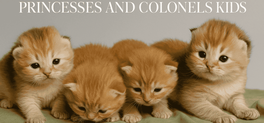 kittens for sale Vancouver