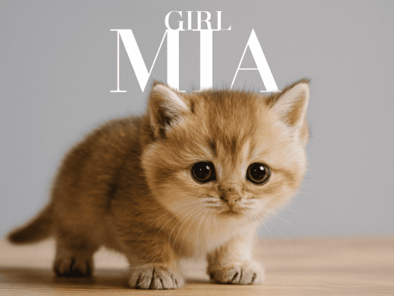 kittens for sale Vancouver