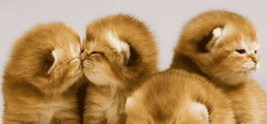 kittens for sale Vancouver