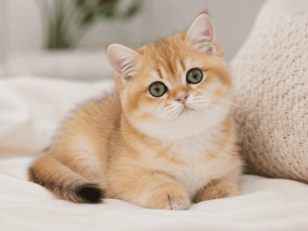 Important Notice for New Kitten Owners