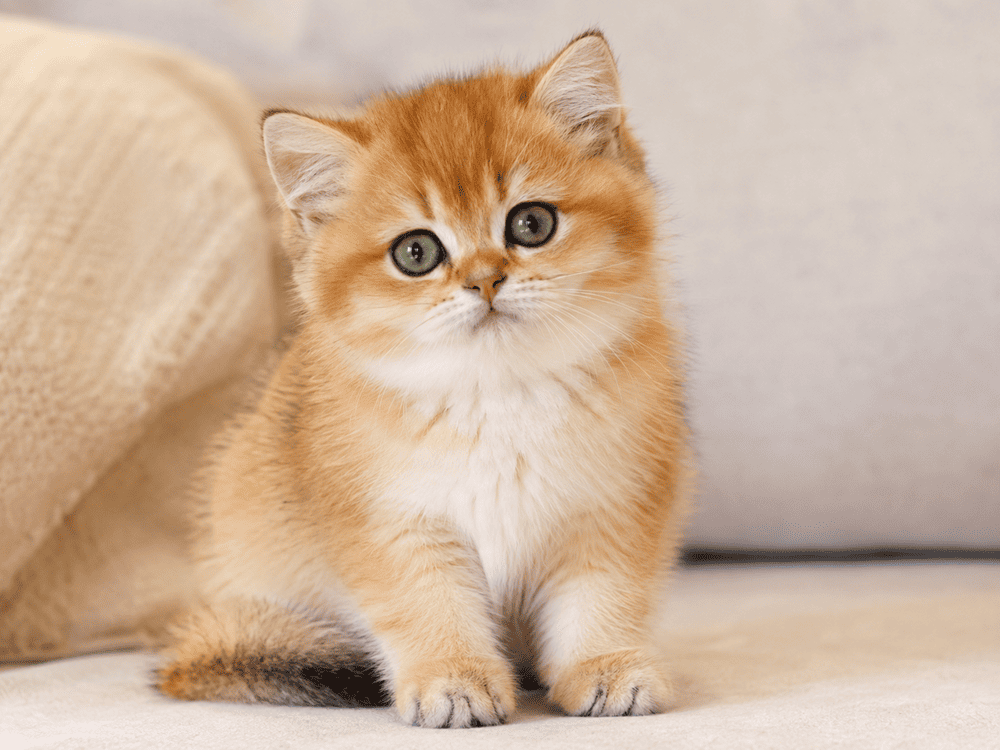 Important Notice for New Kitten Owners
