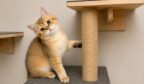 british shorthair kittens for sale BC