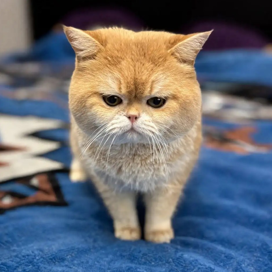 british shorthair breeder Vancouver