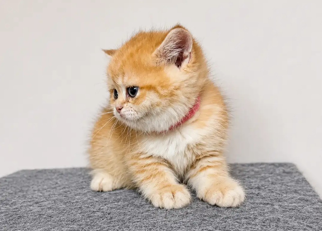 golden british shorthair Vancouver