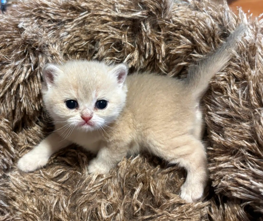 british shorthair kitten
