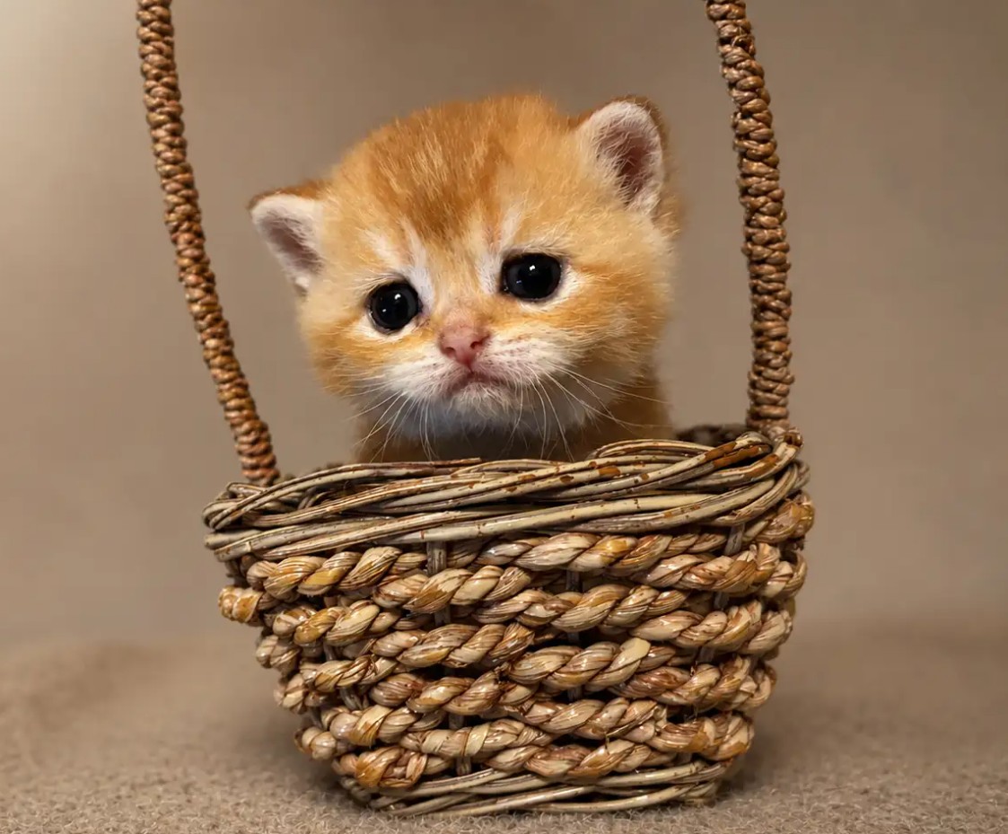 british shorthair for sale Vancouver