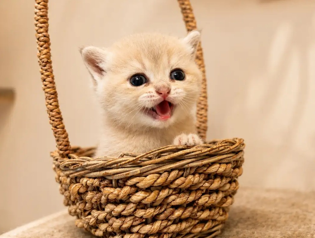 british shorthair kittens for sale BC