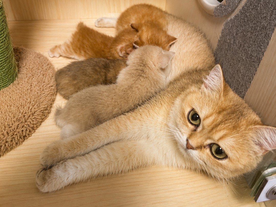 golden british shorthair Vancouver for sale